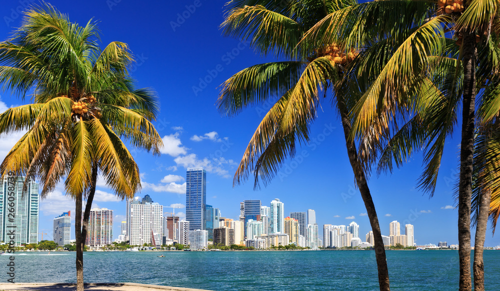 Naklejka premium Miami Skyline z palmami