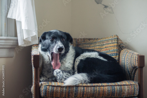Yawning Dog