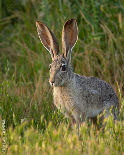 Very close view of a young black-tailed jackrabbit, seen in the wild near a north California marsh 