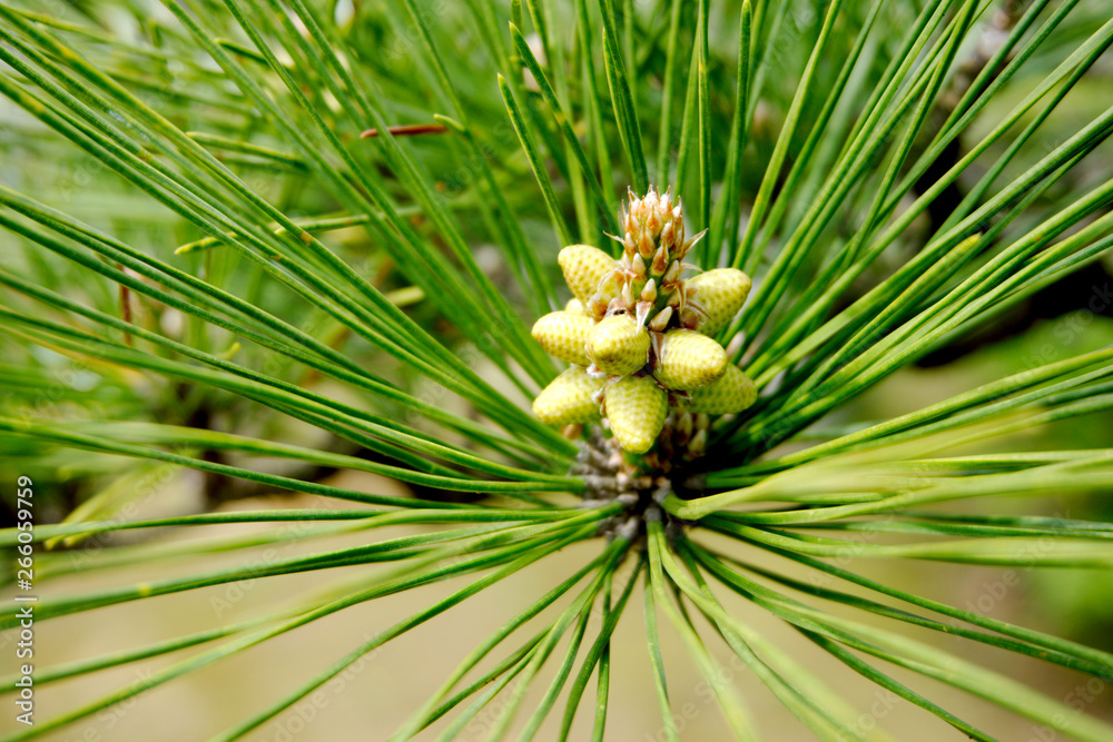 pine tree branch with baby cones pine tree branch with baby cones