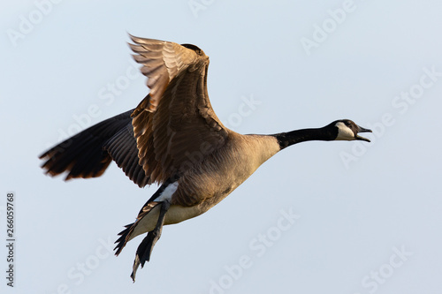 Canada goose flying  in the beautiful sunset light, seen in the wild near the San Francisco Bay