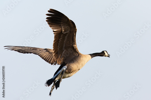 Canada goose flying in the beautiful sunset light, seen in the wild near the San Francisco Bay