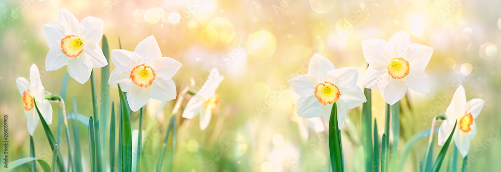 beautiful daffodil flower. spring flower narcissus blossoms on nature green background on sunny day. flower spring season Background. banner. soft selective focus. - obrazy, fototapety, plakaty 
