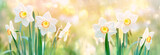 beautiful daffodil flower. spring flower narcissus blossoms on nature green background on sunny day. flower spring season Background. banner. soft selective focus.