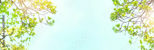 Beautiful Spring forest. Young green leaves of trees against blue sky and sunlight. green Foliage on sunny day. nature spring season Background. banner, copy space. soft selective focus.