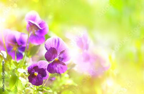 Spring blooming Viola flowers in soft focus on light green background outdoor close up. Spring template Viola floral background. Elegant gentle artistic spring flowers image. copy space