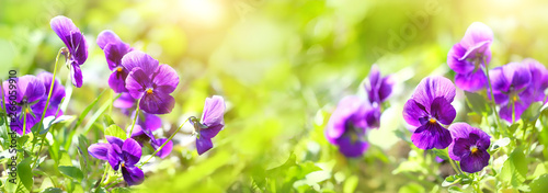 Spring blooming Viola flowers in soft focus on light green background outdoor close up. Spring template Viola floral background. Elegant gentle artistic spring flowers image. banner. soft focus