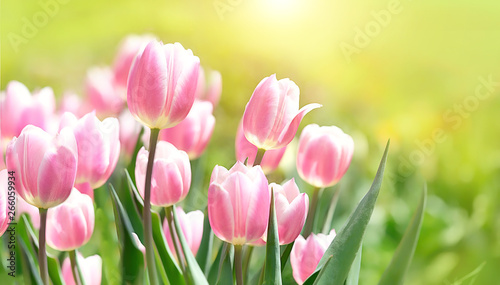 beautiful pink tulips spring template background. tulip flowers blooming in sunlight on blurred green background. spring time. postcard beauty decoration concept design. soft focus