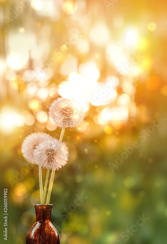bouquet of fluffy dandelion on sunny abstract blurred natural background. beautiful dreamy artistic image of nature. atmosphere gentle summer scene. © Ju_see