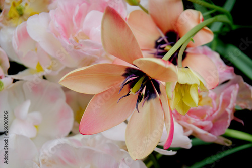 pink flower close up from side angle