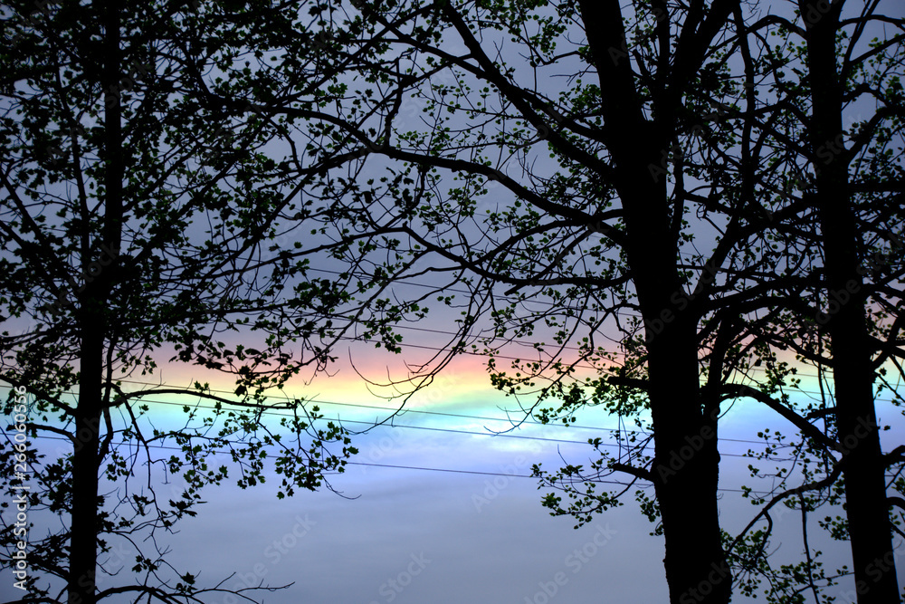 Fototapeta premium Rainbow and trees