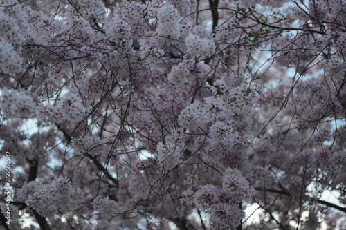  Yamazakura cherry blossom 