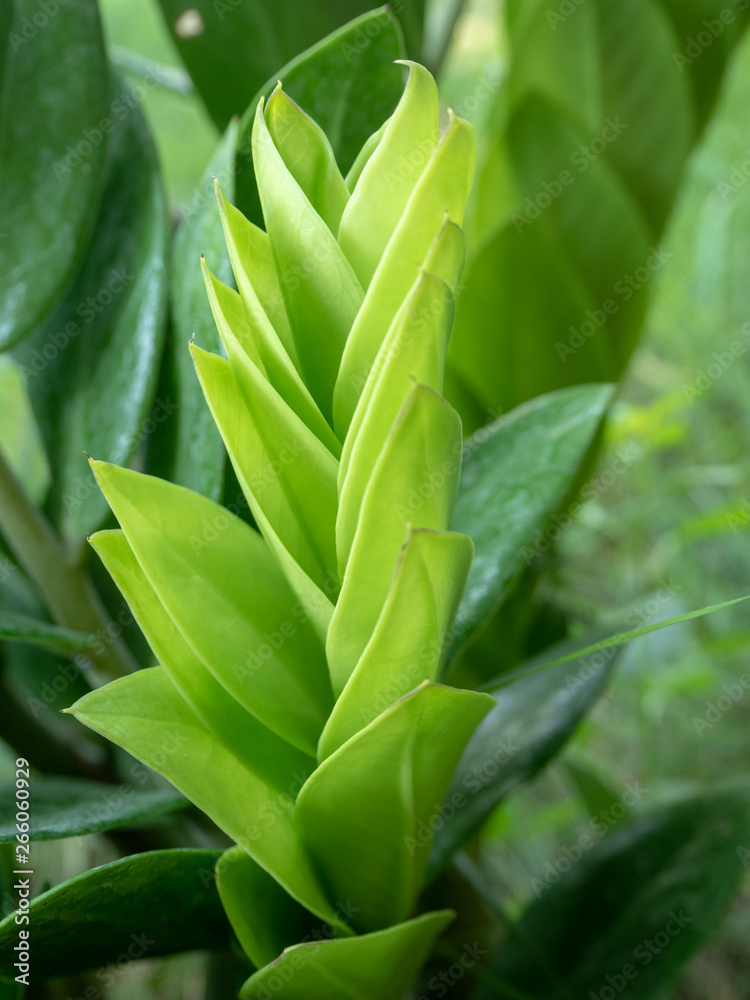 Obraz premium Green leaf