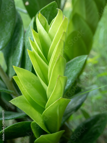 Green leaf