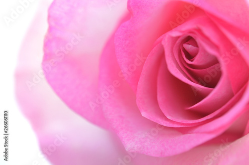 Pink Rose