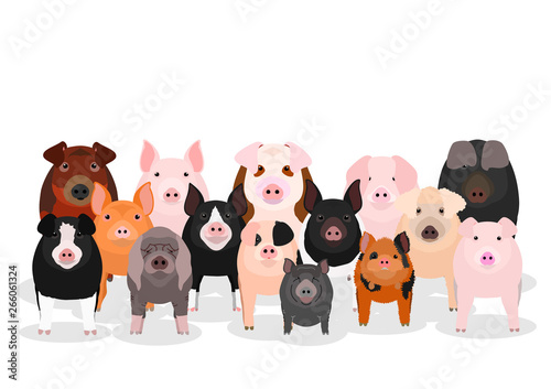 various pig group