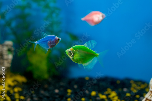 Fototapeta Naklejka Na Ścianę i Meble -  Three fish of different colors