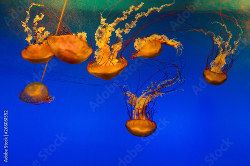 Pacific Seathorn Jellyfish，Gold coffee jellyfish photo