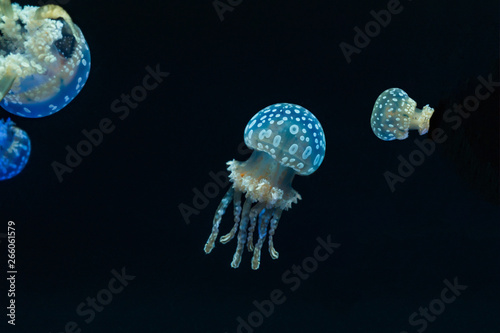 Fotografia Pearl jellyfish