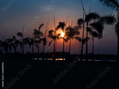 Palm tree with sun and two tone sky