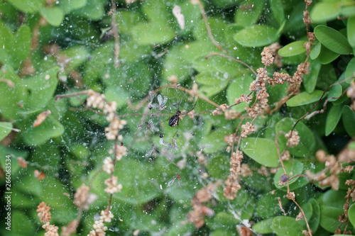 Closeup of common spider (underbelly) and its web suspended above a bush, with collected insect remains and organic debris