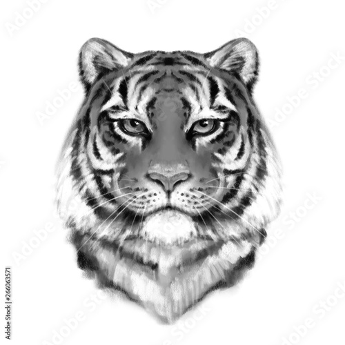 Tiger portrait. Illustration in hand drawn style