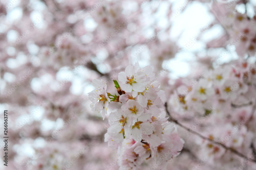 White Cherries Bloomings
