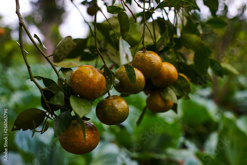 Natural food. Healthy eating, bio and organic food. Ripe juicy sweet orange mandarins on a tree in the orchard. Branch with fresh ripe tangerines and leaves. View of green garden. Selective focus.