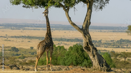 Photography wide angle shot of a giraffe reaching up to eat leaves in masai mara