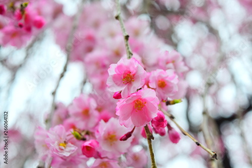 Beautiful blloms of cherries in the spring, April
