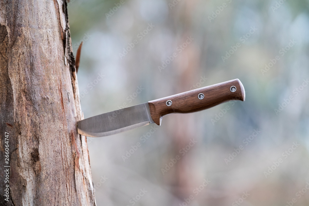 A fixed blade bush craft survival knife with a wood handle stuck in the  bark of a tree that stands on the edge of a forest. Stock Photo