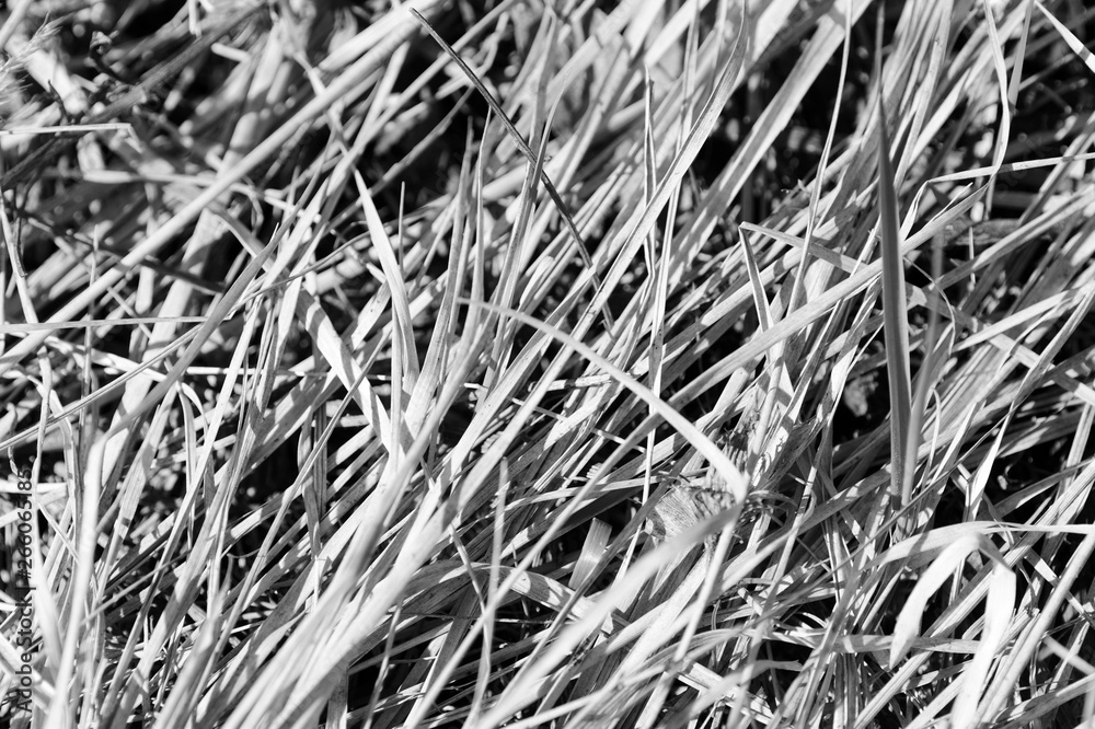 Dry grass close up. Natural background black and white Dry grass close up. Natural background black and white
