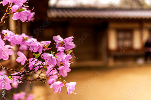flowers in shaloow depth of field, Seoul South Korea