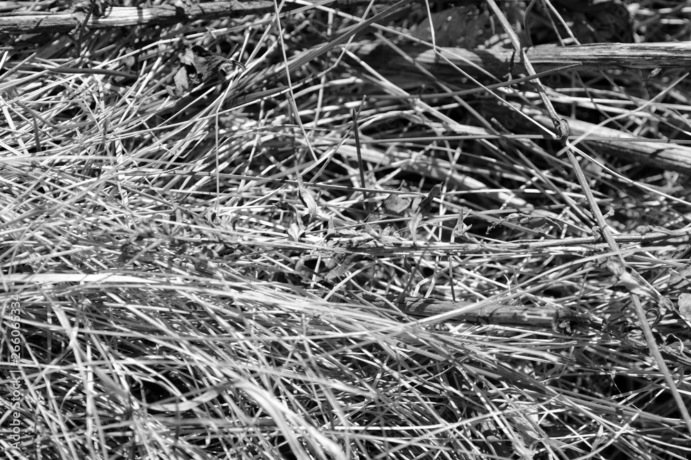 Close up view of dry grass in the forest. Natural background black and white Close up view of dry grass in the forest. Natural background black and white