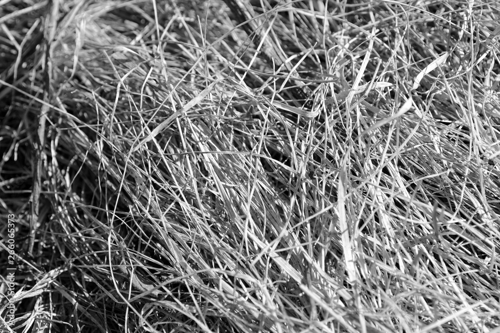 Close up view of dry grass in the forest. Natural background black and white Close up view of dry grass in the forest. Natural background black and white