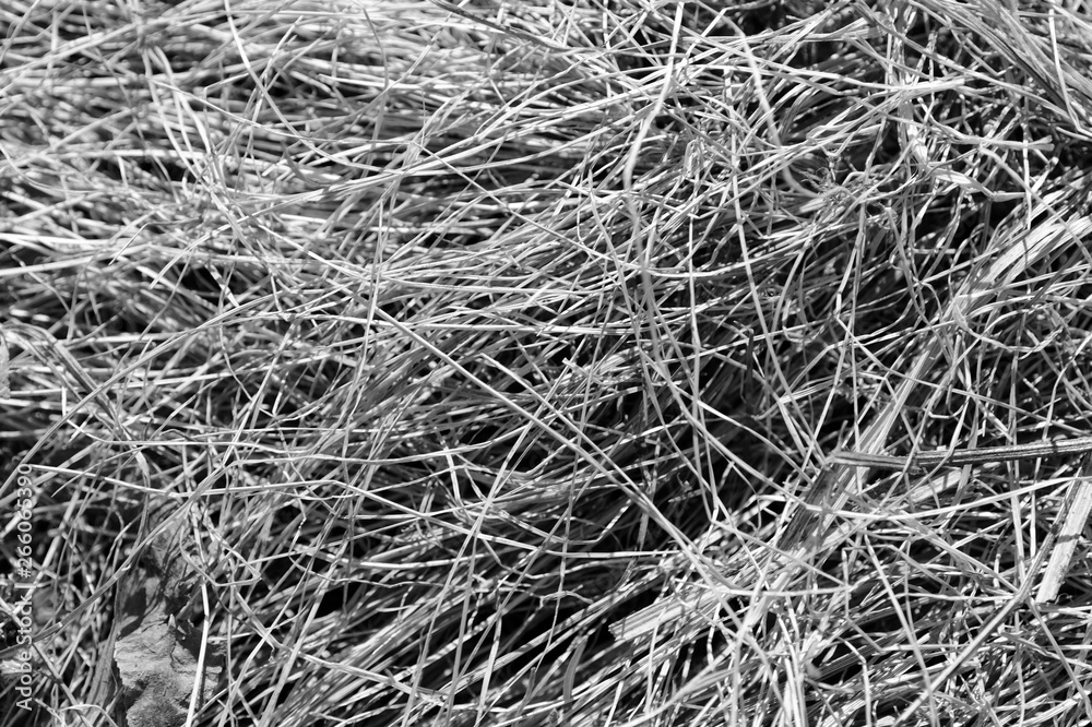 Close up view of dry grass in the forest. Natural background black and white Close up view of dry grass in the forest. Natural background black and white