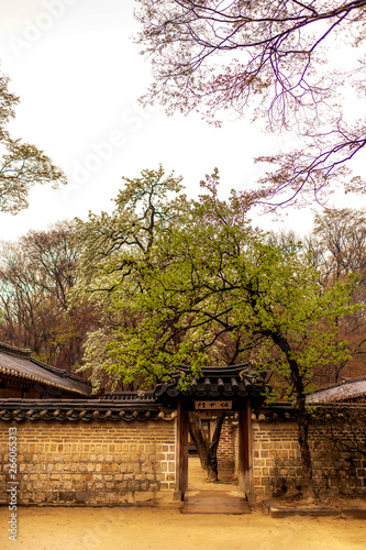 trees in the palace, Seoul South Korea
