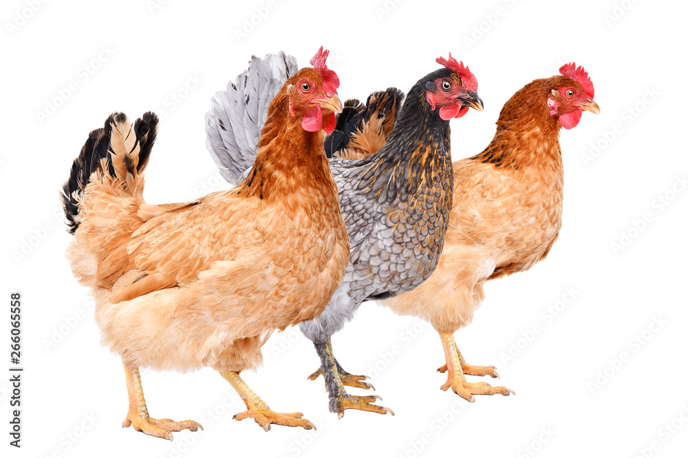 Fototapeta premium Three chicken standing together, side view, isolated on white background