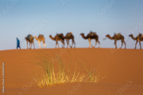 Camels caravan in the dessert of Sahara with beautiful dunes in background. Morocco