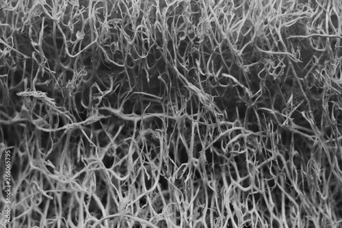 Close-up plant fiber,abstract macro fiber background