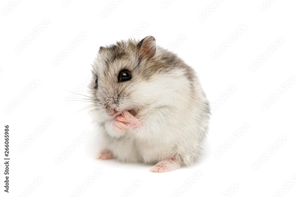Syrian hamster on a white background . Small Jungar hamster on a white background Syrian hamster on a white background . Small Jungar hamster on a white background