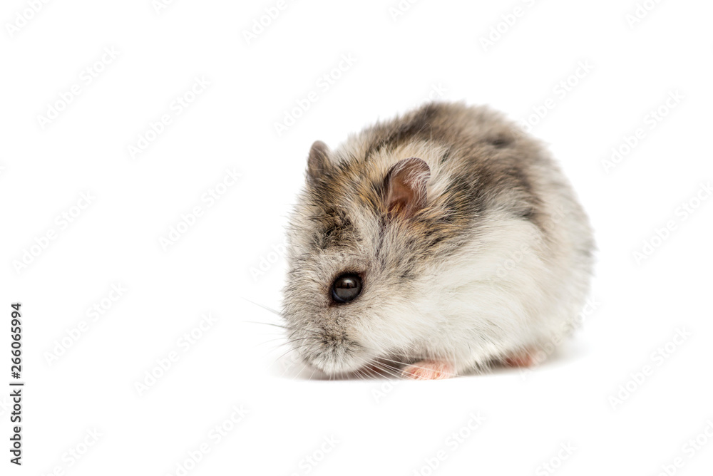 Syrian hamster on a white background . Small Jungar hamster on a white background Syrian hamster on a white background . Small Jungar hamster on a white background