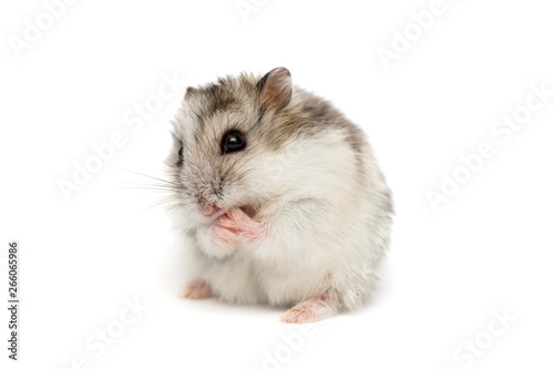 Syrian hamster on a white background . Small Jungar hamster on a white background