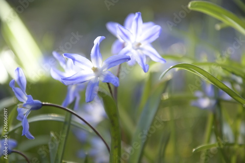 Blauer Schneestolz Makroaufnahme.