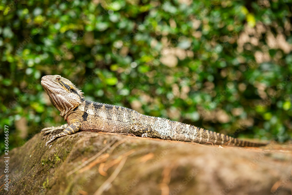 Obraz premium Eastern Water Dragon