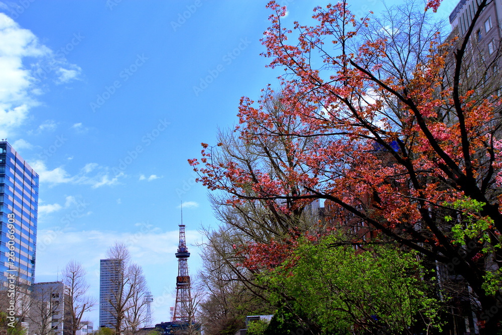 Obraz premium 札幌テレビ塔と桜の風景