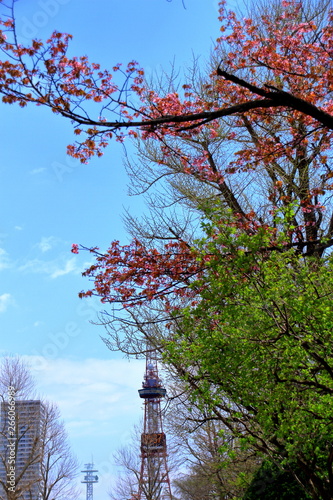 札幌テレビ塔と桜の風景