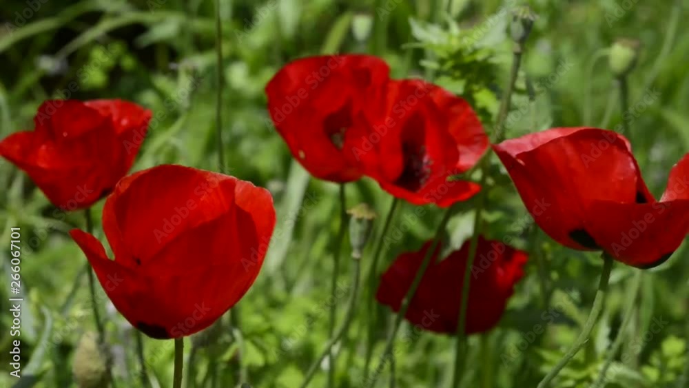 Anemone coronaria flowers moving by the wind Anemone coronaria flowers moving by the wind