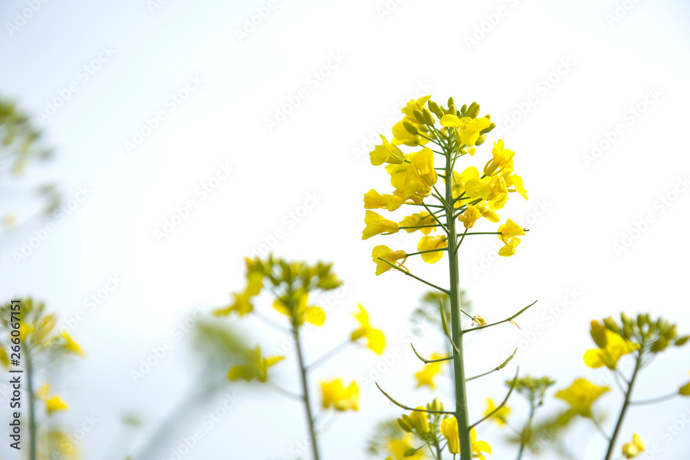 Flower of a rapeseed (Brassica napus)