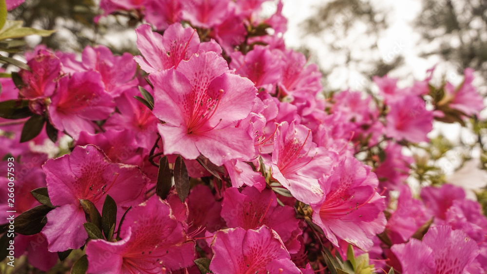 Pink Azalea Flower Shrub Pink Azalea Flower Shrub